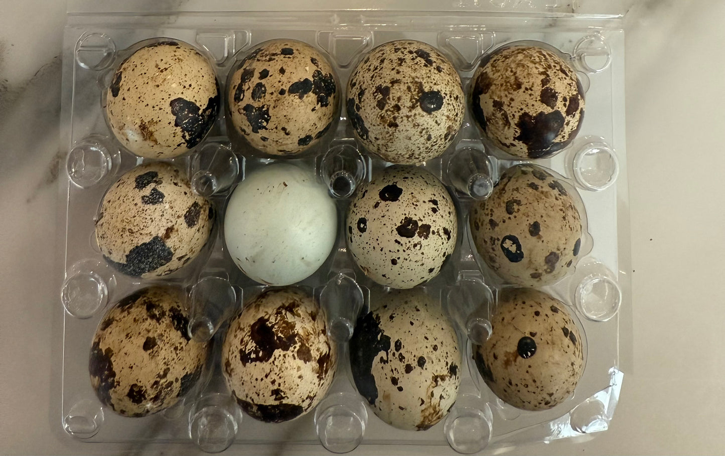 Dozen Quail eggs